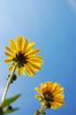 Flower under blue summer sky Royalty Free Stock Photo