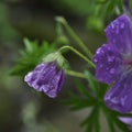 Flower under the rain