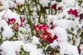 A Flower under snow. Red  rose under snow against leaves and snow background Royalty Free Stock Photo