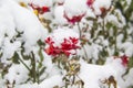 A Flower under snow. Red  rose under snow against leaves and snow background Royalty Free Stock Photo