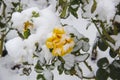 A Flower under snow. Yellow rose under snow against leaves and snow background Royalty Free Stock Photo