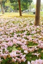 Flower under the tree