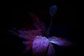 Flower under ultraviolet light. Royalty Free Stock Photo