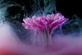 Flower under water and spray pink, color explosion concept, bright idea