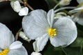 Undulata Begonia