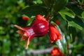 Flowers and unripe pomegranate fruit on a tree branch close up Royalty Free Stock Photo