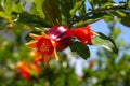 Flower and unripe pomegranate fruit on a tree branch close up Royalty Free Stock Photo