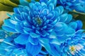 Flower up close. Bouquet of blue flowers