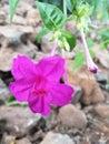 Beautiful flowers in the evening (Mirabils Jalapa orHendirikka) Royalty Free Stock Photo