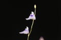 Flower of Utricularia minutissima.