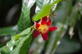 Flower of a Uvaria grandiflora plant