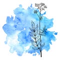 Flower of valerian at watercolor background