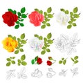 Flower Various red pink white yellow rose and leaves natural and outline vintage on a white background vector illustration edit Royalty Free Stock Photo