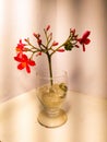 Flower vase with red petals Royalty Free Stock Photo