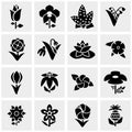 Flower vector icons set on gray