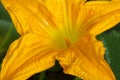 Zucchini plant and flower. Young vegetable marrow