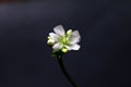 Flower of the Venus flytrap Dionaea muscipula with black backround Royalty Free Stock Photo