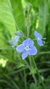 Flower Veronica meadow nature grass summer