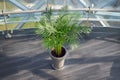 A flower with very beautiful cirrus leaves in a gray flowerpot.