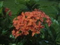 This flower is very good for on house fences and around factories, and is very easy to plant and very easy to care for.