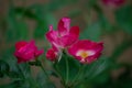 Very beautiful red flowers in the garden.