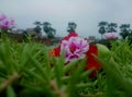 This flower is very quiet create very beautiful look