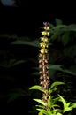 Close up flower of vietnamese basil on blurred background