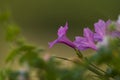 Flower close up