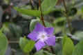 Flower of the Vinca major or Greater Periwinkle in public park Hitland in the Netherlands Royalty Free Stock Photo