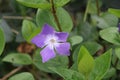 Flower of the Vinca major or Greater Periwinkle in public park Hitland in the Netherlands Royalty Free Stock Photo