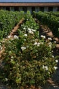 Flower and Vineyard in Chile Colchagua Valley Royalty Free Stock Photo