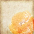 Flower vintage paper background Royalty Free Stock Photo