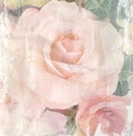 Flower vintage, rose with paper texture background