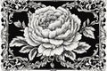 Flower vintage scroll Baroque Victorian frame border rose peony floral ornament leaf engraved retro pattern decorative design Royalty Free Stock Photo