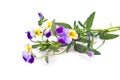 Flower Viola tricolor or Pansy Royalty Free Stock Photo