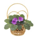 Flower viola in wicker on white Royalty Free Stock Photo