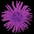 Flower violet on a black background isolated with clipping path. Closeup. big shaggy flower.Aster. Royalty Free Stock Photo