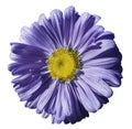 Flower violet Chamomile on white isolated background with clipping path. Daisy purple-yellow with droplets of water for design.