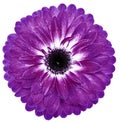 flower violet gerbera. Flower isolated on a white background. No shadows with clipping path. Close-up. Royalty Free Stock Photo