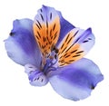 Flower violet-orange alstroemeria on a white isolated background with clipping path. Closeup. no shadows. For design.