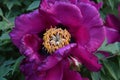 Flower of violet peony, green leaves background.