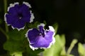 Violet petunia flower close up