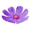 Flower violet pink cosmos mexican aster isolated on a white background. Close-up. Royalty Free Stock Photo