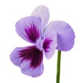 Flower violet purple viola isolated on white background. Close-up.