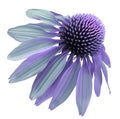 Flower violet-turquoise Chamomile on a white isolated background with clipping path. Daisy purple for design. Closeup no shadows. Royalty Free Stock Photo