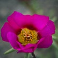 flower with violet yellow petals inside which are brownish yellow pistils