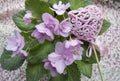 Flower violets in pot and heart on lace background, love and tenderness, Saint Valentine