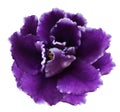 Flower violets on a white isolated background with clipping path no shadows. Closeup For design.