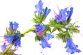 Flower viper`s bugloss or blueweed Royalty Free Stock Photo