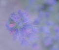 Flower of viper`s bugloss plant Echium vulgare. Abstract floral background with free space for text